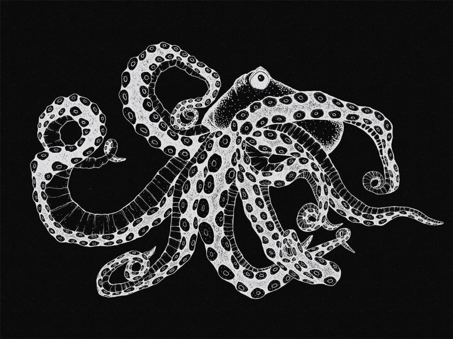 Fantasy Wallpapers Etoffe | Octopus X-Ray Panel - Coordonne